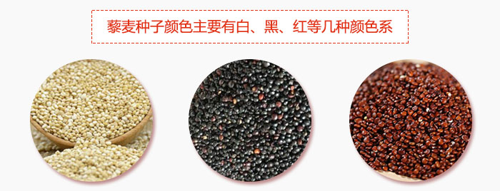 藜麥種子顏色主要有白、黑、紅等幾種顏色系，營養(yǎng)成分相差不大，其中白色口感好，黑、紅色口感相對差些，籽粒也較小。