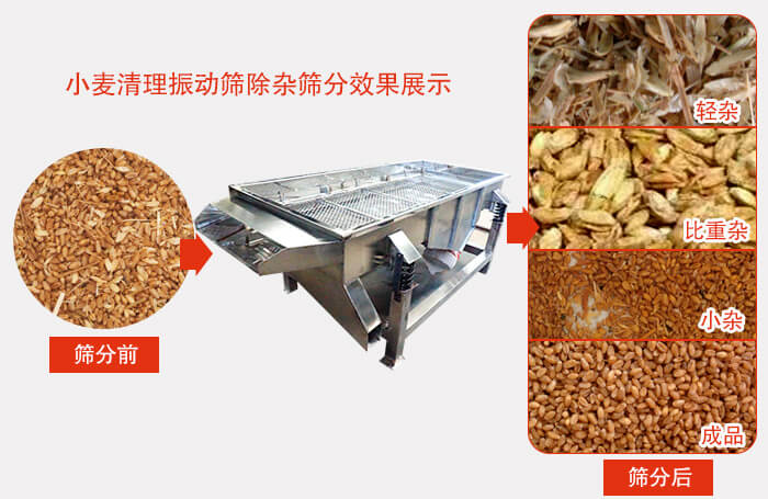 小麥清理振動篩小麥篩分效果展示圖可同時篩分出輕雜，比重雜，小雜，成品等四個等級。